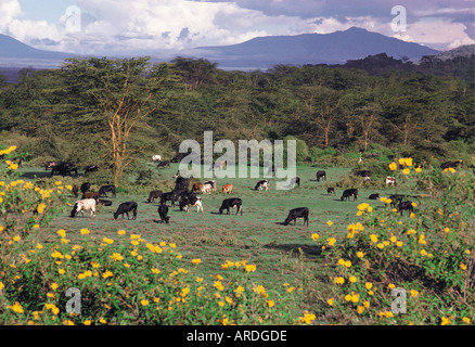 Weidevieh auf einem modernen Bauernhof in der Nähe von Lake Naivasha in das Great Rift Valley Kenia in Ostafrika Stockfoto