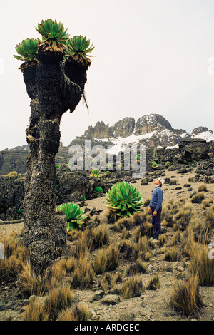 Walker betrachten Giant Tree Greiskraut auf der Chogoria-Route, Mount Kenia in Ostafrika Stockfoto