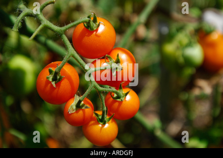 Cherry-Tomaten an der Pflanze Stockfoto