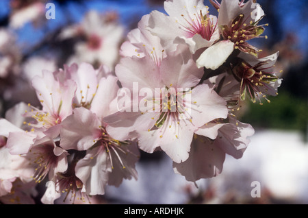 Mandelblüte im Januar an der portugiesischen Algarve ist der Region berühmten Winterschnee Stockfoto