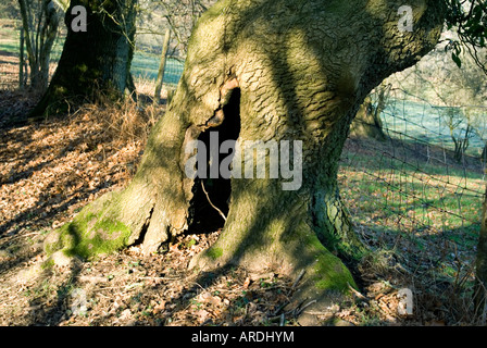 hohler Baum neben Ebbw Tal zu Fuß Langstrecken Fußweg Celynon Newbridge south wales Täler Gwent uk Stockfoto