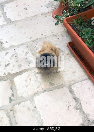 Pekingese Foo Spielzeughund Stockfoto