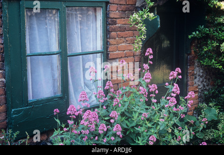 Roter Baldrian oder Centranthus Ruber vor Hütte Fenster mit Tür, umrahmt von blühenden Liguster oder Ligustrum wachsen Stockfoto