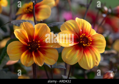 Dahlie Mondfeuer Stockfoto