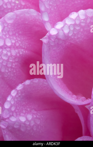 Dahlie Nahaufnahme mit Regentropfen Stockfoto