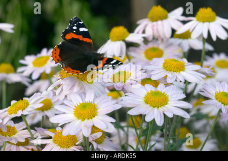 Red Admiral Schmetterling auf Blumen Stockfoto