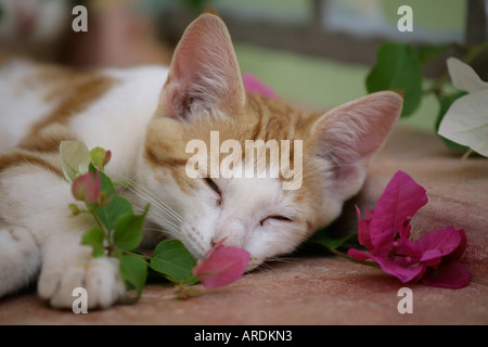 Schlafende Katze Stockfoto