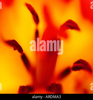 Tulpe closeup Stockfoto