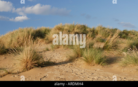 Dünengebieten Grass Ammophila Arenaria wächst auf den Sanddünen in Camber Sands mit einem blauen Abendhimmel Stockfoto