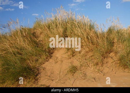 Dünengebieten Grass Ammophila Arenaria wächst auf den Sanddünen in Camber Sands mit einem blauen Abendhimmel Stockfoto