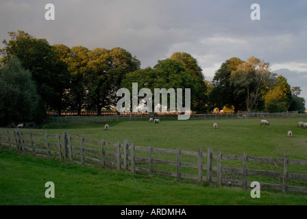 Schafbeweidung in einem Feld mit einem Holzzaun an einem stürmischen Abend auf Romney Marsh Old Romney Kent UK Stockfoto