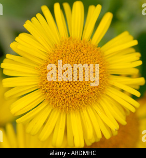 Die gelbe Blume des Gemeinsamen Fleabane Pulicaria dysenterica Bedgebury Wald Kent UK 22. August 2006 Stockfoto