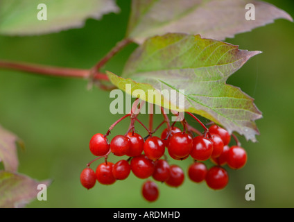 Die roten Beeren des Schneeballs Rose Viburnum Opulus dauern lange in den Winter, aber sind in der Regel schnell durch Vögel gegessen Stockfoto