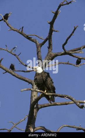 Weißkopfseeadler Haliaeetus Leucocephalus Aufruf Florida Stockfoto