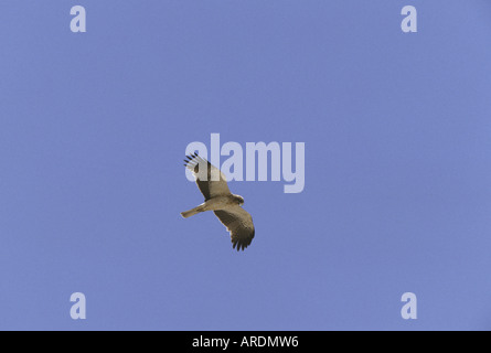 Booted Eagle Hieraaetus Pennatus fliegende juvenile Jordan Stockfoto