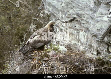 Steinadler Aquila Chrysaetos Erwachsenen bei Horst mit jungen Stockfoto