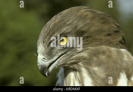 Kurz-toed Adler Circaetus Gallicus Nahaufnahme des Kopfes Stockfoto