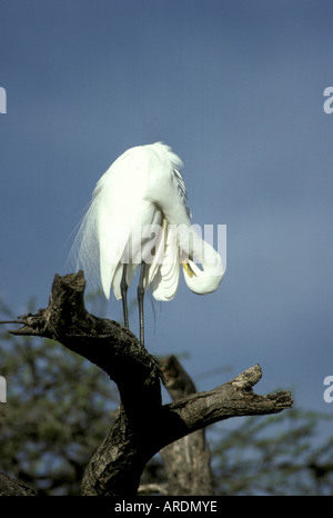 Große weiße Reiher Egretta Abla stehend auf alten Zweig putzen Stockfoto