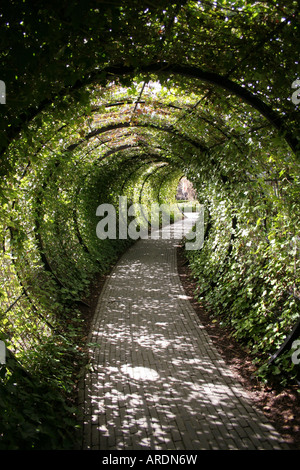 Alnwick Castle Garden, Poison Garten, grüne Tunnel Stockfoto