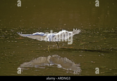 Snowy Reiher Egretta unaufger fliegen Florida Stockfoto