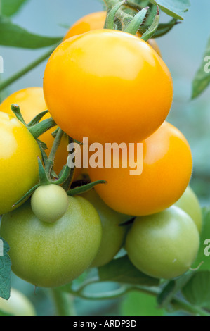 Lycopersicon Esculentum-Tomate Golden Sunset Stockfoto