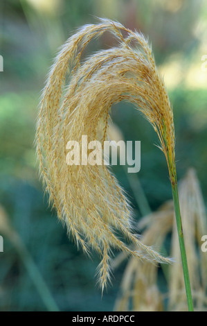 Miscanthus nepalensis Stockfoto