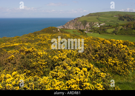 Blick von Osten über gelbe Ginster, Lee Dorf an der hügeligen North Devon Küste mit The Bristol Channel über England Stockfoto