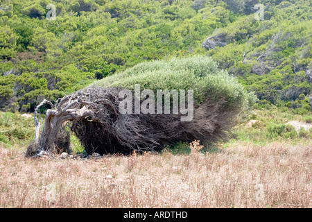 Wind beschädigten Baum am Aselinos Beach Skiathos Griechenland Stockfoto