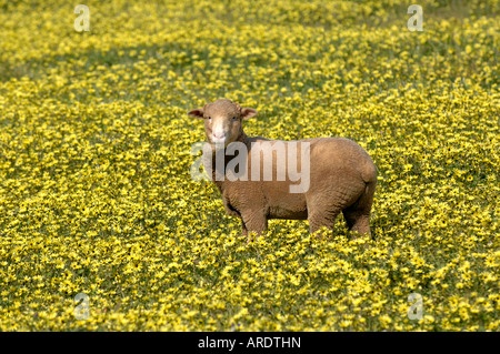 Ein einsamer Schaf steht in einem Feld von Daisys nahe der Stadt von York, Western Australia Stockfoto