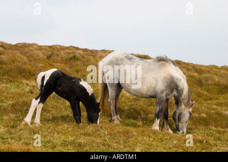 Stute und Fohlen trift auf Heu Bluff UK Stockfoto