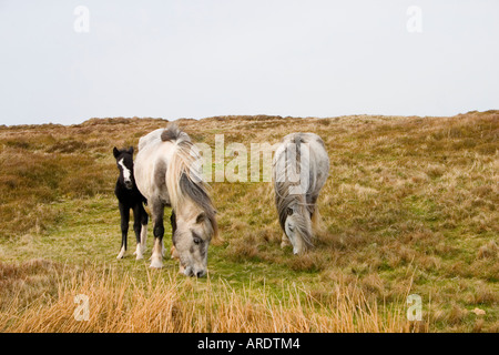 Hengst Stute und Fohlen trift auf Heu Bluff UK Stockfoto