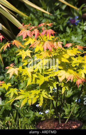 Kleine Topfpflanzen japanischen Acer im Mai Stockfoto