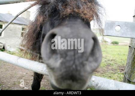 Shetland-Pony in der Nähe von Lerwick, Shetland-Inseln, Schottland Stockfoto