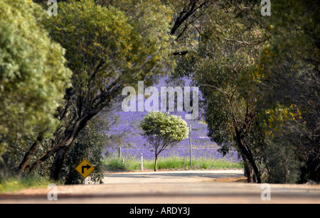 Eine Landstraße und ein Feld von lila Pattersons Fluch in der Nähe von York in Western Australia Stockfoto