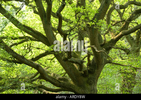 Ausladenden Äste und Licht Filterung durch Hintergrundbeleuchtung weichen neue Grün Blätter der Stieleiche Quercus Baum Shotover Woods UK Stockfoto