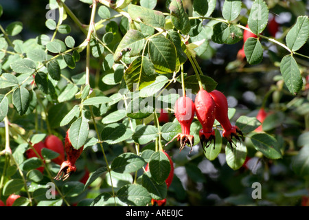 Rosa Moyesii Geranium Hüften im September Stockfoto