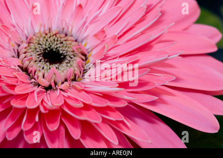 Rosa Gerbera Stockfoto