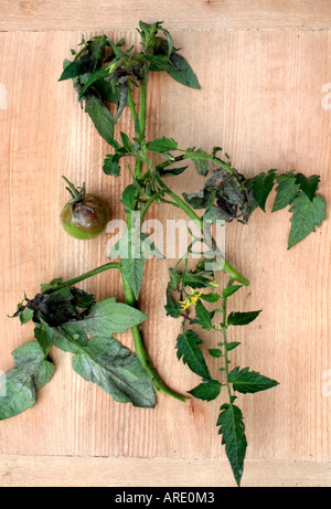 Kartoffelfäule Phytophthora Infestans in Tomate, die charakteristische braune graue Flecken auf Blätter, Stängel und Früchte Stockfoto