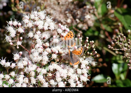 Ein paar kleine Kupfer Schmetterlinge Lycaena Phlaeas auf Eupatorium Ligustrinum am Fuchsbau Bauerngarten in Devon Stockfoto