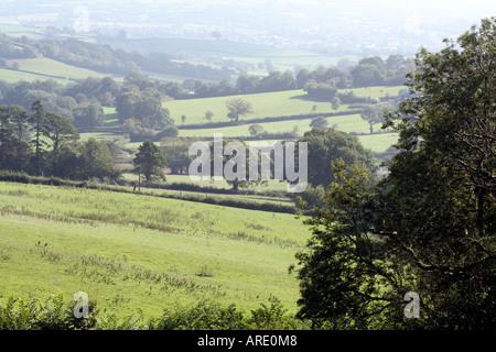 Englische Eichen Quercus Robur in der Landschaft, Blick nach Osten in Richtung Axminster von Burrow Farm Garten Devon Stockfoto