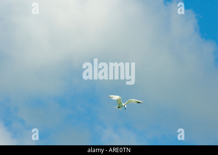 Einsame fliegende Möwe schwebt gegen einen blauen Himmel mit weißen Wolken, hängen in der Luft über zu tauchen, Celestun, Mexiko Stockfoto