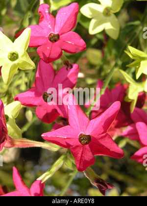 Rosa Nicotina Blüten an einer Pflanze Stockfoto