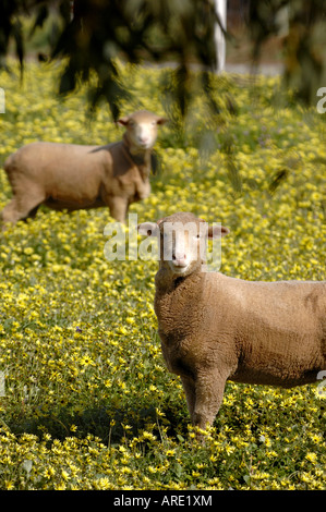 Zwei Schafe stehen in einem Feld von Daisys nahe der Stadt von York, Western Australia Stockfoto