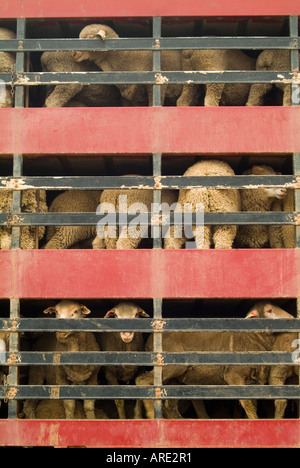 Schafe werden in großen Lkws in Westaustralien für den Transport in den Nahen Osten transportiert Stockfoto