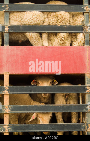 Schafe werden in großen Lkws in Westaustralien für den Transport in den Nahen Osten transportiert Stockfoto