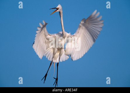 Silberreiher landen wird vorbereitet Stockfoto