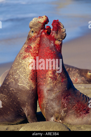 Männliche nördlichen See-Elefanten Kämpfe in Grenzstreitigkeiten für Harem. Stockfoto