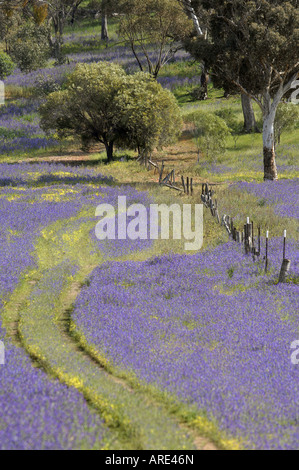 Einen Bauern Auto Track in einem Feld von lila Pattersons Fluch in der Nähe von York in Western Australia Stockfoto