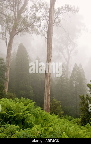 Regenwald im Nebel Errinundra National Park Victoria Australien Stockfoto