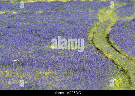 Einen Bauern Auto Track in einem Feld von lila Pattersons Fluch in der Nähe von York in Western Australia Stockfoto